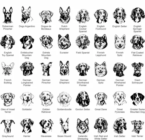 Animales y Mascotas